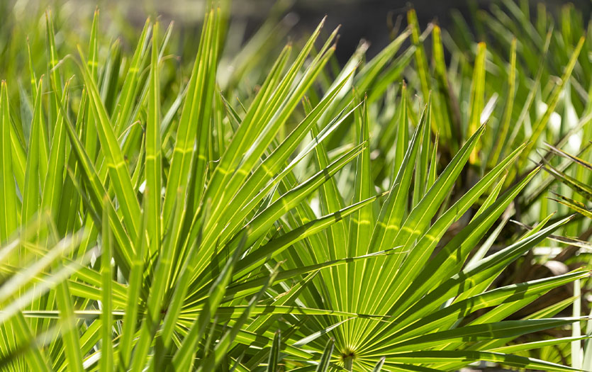 saw-palmetto