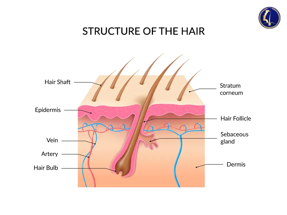 tanam-rambut-hukum-dalam-islam-hair-transplant-malaysia-1