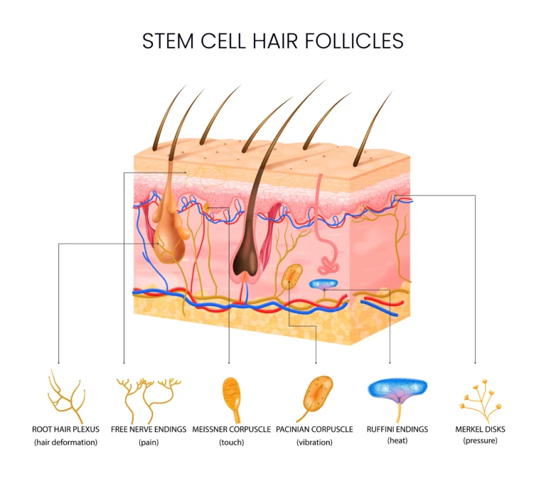 GCELL-STEM-CELL-THERAPY-HAIR-LOSS-TREATMENT