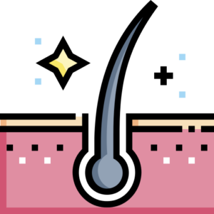 hair-follicle