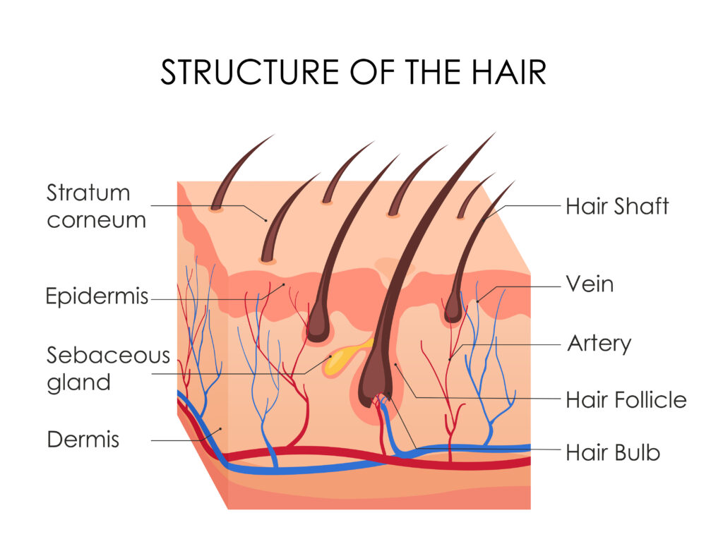 alopecia-areata
