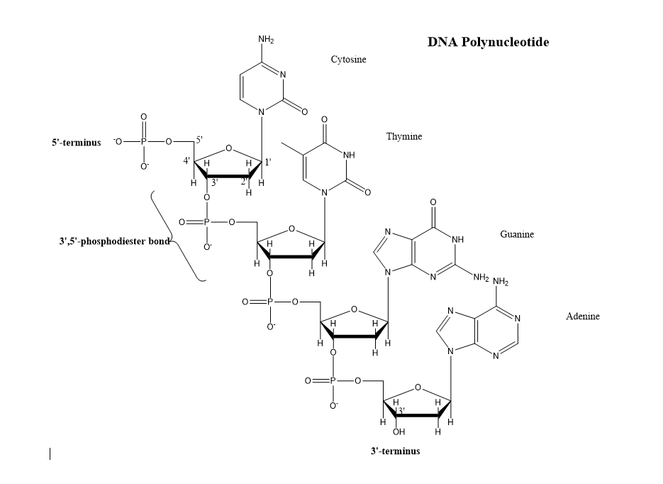 Polynucleotide-DNA